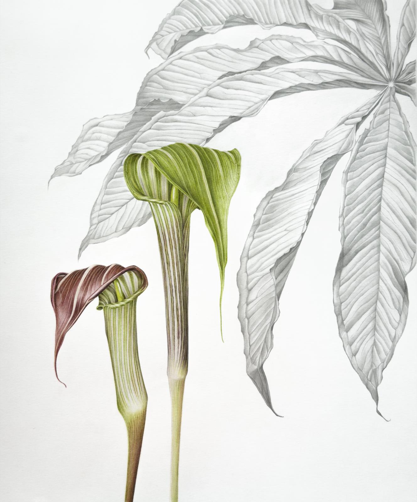 Arisaema leschenaultii